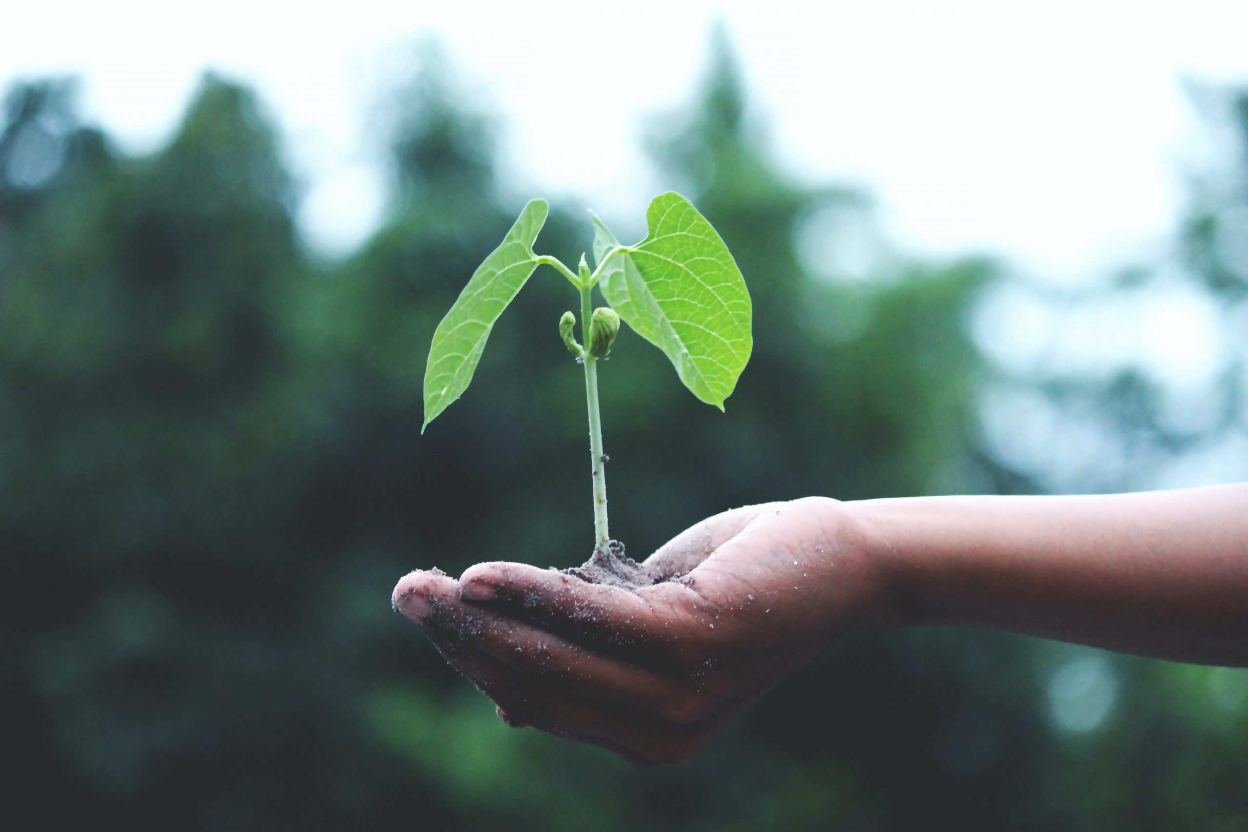 Planting